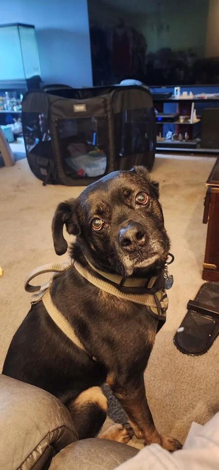 🐶 Playful, Gentle & Loyal Dogs Ready for Adoption in Mansfield - NewsBreak