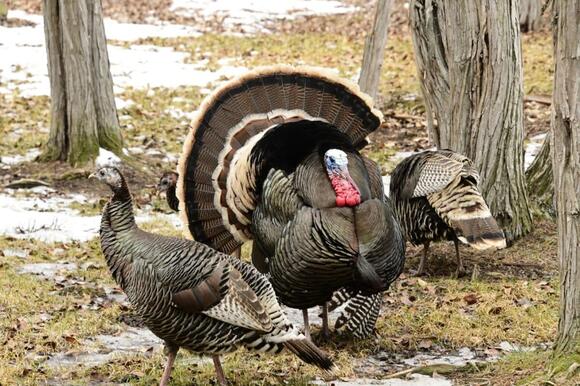 Bold Turkeys Die First? Study Reveals How Personality Shapes Which ...
