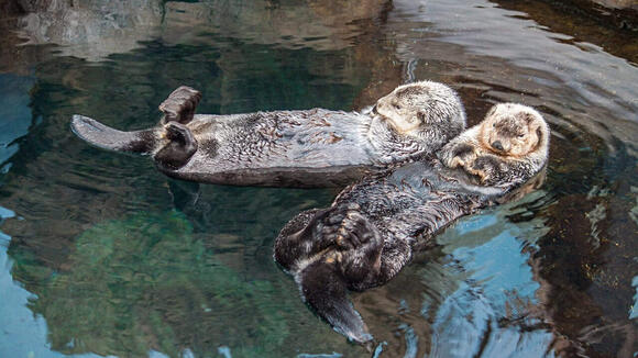 The Surprising Way Sea Otters Use Rocks as Tools - NewsBreak