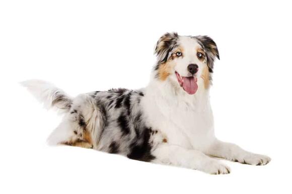 Australian Shepherd Pregnancy: Gestation Period, Weekly Milestones, and ...
