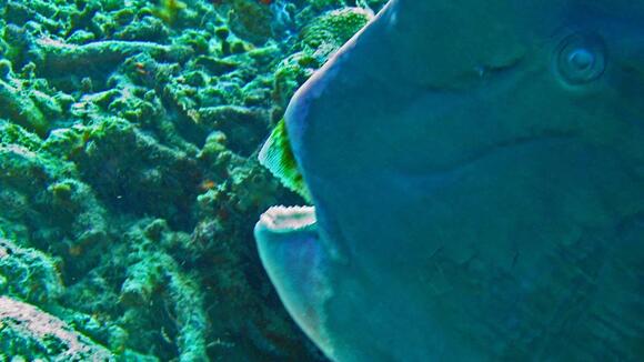 This Fish Eats Coral and Poops Out Perfect White Sand - NewsBreak