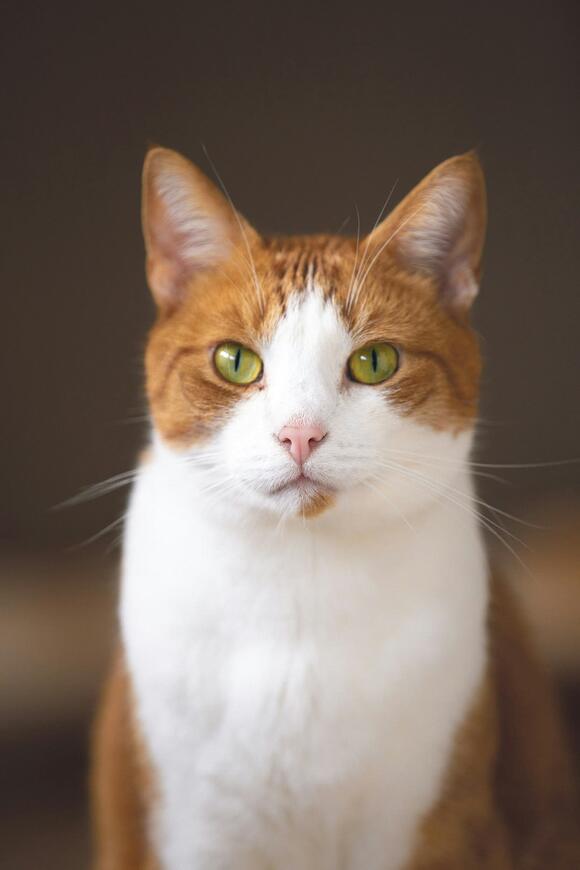 6 Cat-Focused Nonprofits Making Headlines This Year - NewsBreak