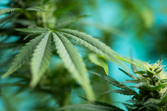 New York Court Upholds Marijuana Tracking Requirements, Dismisses ...