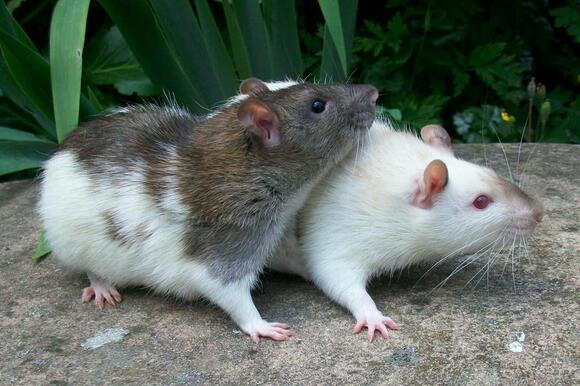 14 Pets That Can Learn Real Tricks Not Just Dogs - NewsBreak