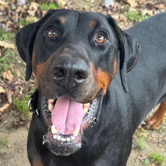🐶 Friendly Springfield Dogs Ready Now for Adoption - NewsBreak