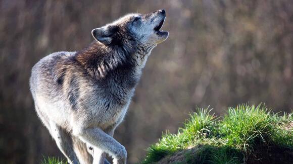 Predators of the American Forests You Rarely See - NewsBreak
