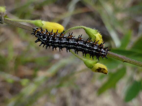 24 Common Caterpillars You’ll Find in Oregon: A Visual Identification ...
