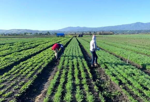 County seeks members for Agricultural Advisory Committee - NewsBreak