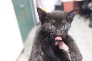 🐱 Sweet Kittens & a Tortoiseshell Beauty to Adopt in Weatherford ...