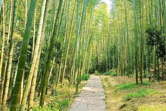 14 Bamboo Forest Walks Visitors Reach Easily - NewsBreak