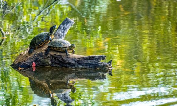 How Smart Are Turtles? Everything We Know About Their Intelligence ...