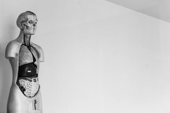 Why Some People Are Born With an Extra Rib and Never Notice - NewsBreak