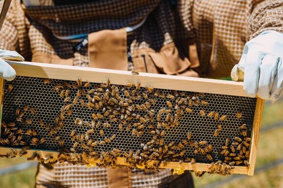Doctors Warn: Allergic Reactions to Honey Are Rare — But Real - NewsBreak