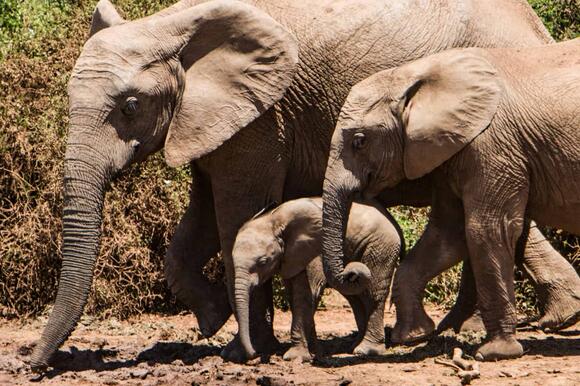 How Animal Exhibits Are Evolving to Promote Conservation - NewsBreak
