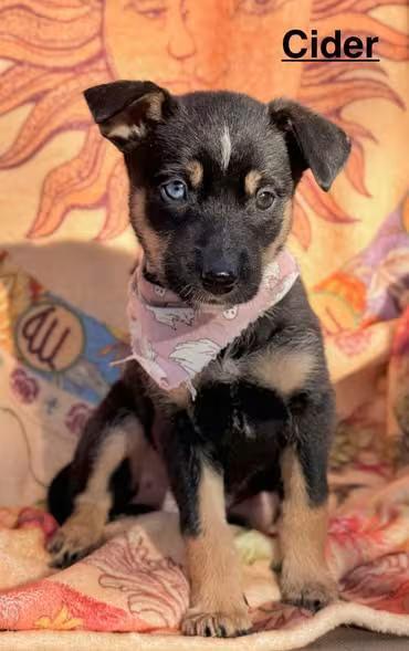 🐶 Playful, Quirky & Sweet Dogs Ready for Adoption in Salem OR - NewsBreak