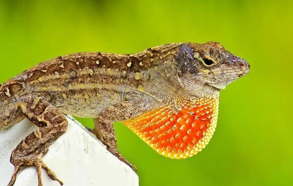 11 Types of Lizards in Miami: A Field Guide to Native and Invasive ...