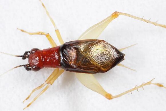 12 Types of Crickets in Missouri: Complete Species Identification Guide ...