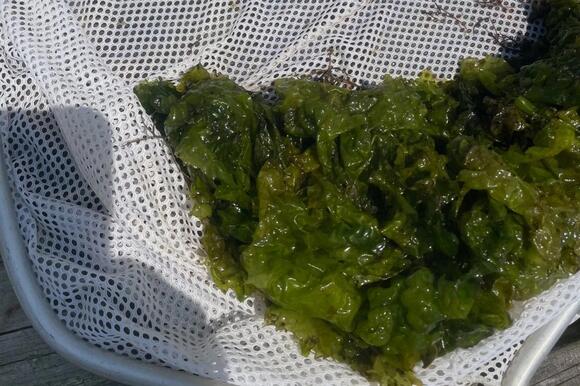 NJ beaches are safe, but back bays face a jellyfish warning - NewsBreak