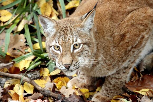UK Zoo Lynx Takes Historic Step Toward Wild Freedom - NewsBreak