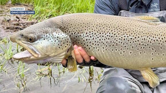 Anglers have broken 17 catch-and-release records in Idaho so far this ...
