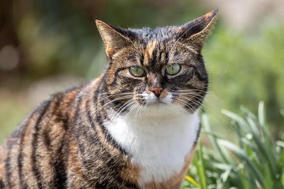 The Silent Language of Cats: What Their Blinks and Ear Twitches Mean ...