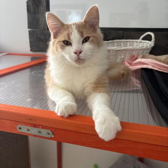 🐱 Playful, Shy & Sweet Cats Waiting for Adoption in Toledo - NewsBreak