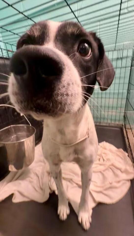 🐶 Playful Pups Ready for Adoption in Chickamauga, GA - NewsBreak