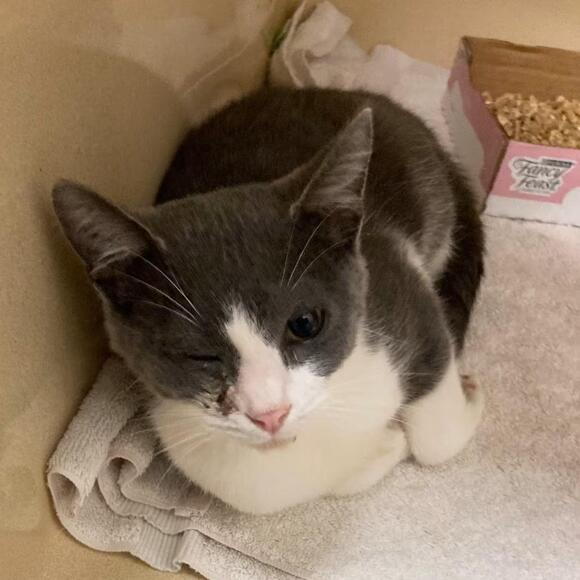 🐱 Playful Blue Ridge Cats Ready to Join Loving Homes - NewsBreak