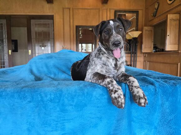 🐶 Playful Shepherd Mix Dogs Ready for Adoption in Edgar, WI - NewsBreak