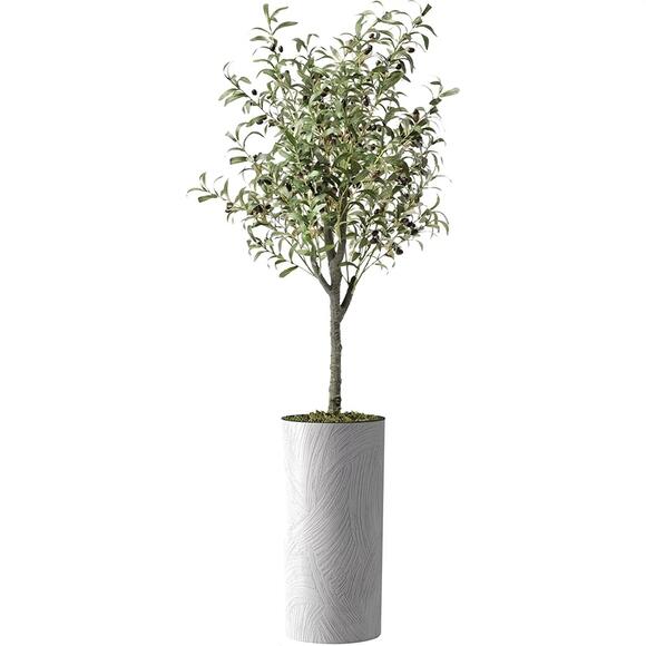 This SellOut Olive Tree From Costco has Gone Viral — It Might be One
