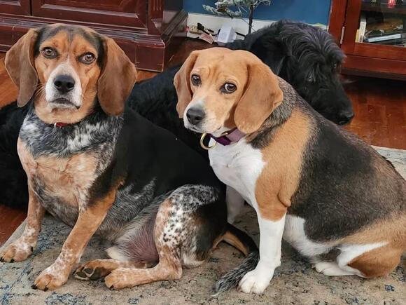 🐶 Friendly Apex Dogs Ready to Join Your Family - NewsBreak