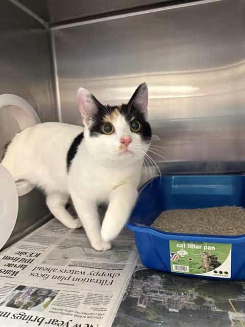 🐱 Adoptable Castaic Cats Ready to Join Your Family - NewsBreak
