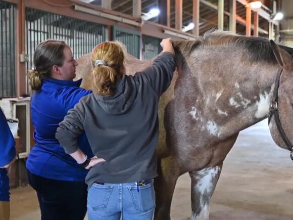Midway University immerses equine students in hands-on horse farm ...