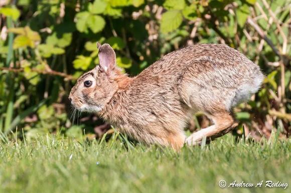 3 Wild Rabbits in Tennessee: From Mountains to Swamps - NewsBreak
