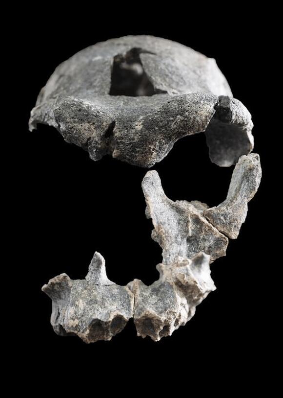Ethiopian Homo Erectus Skull Discovery Rewrites Human Evolution ...