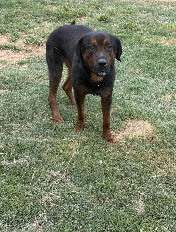 🐶 Playful Pups and Loyal Dogs Ready for Adoption in Smith Station ...