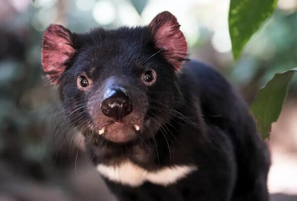 12 Extraordinary Facts About the Tasmanian Devil: The Fierce Island ...