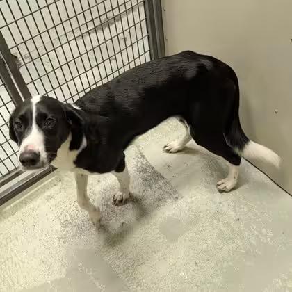 🐶 Playful Puppies & Sweet Young Dogs Ready for Adoption in Valdosta ...