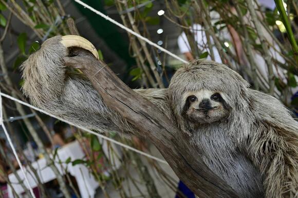 How Sloths Help Support Mini-Ecosystems in Their Fur - NewsBreak