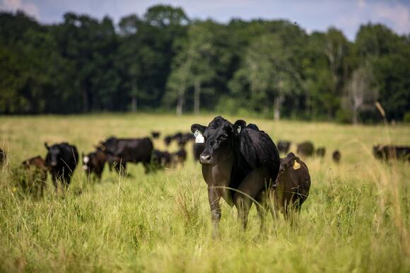 Angus Foundation awarded 10 students a total of $15,000 - NewsBreak