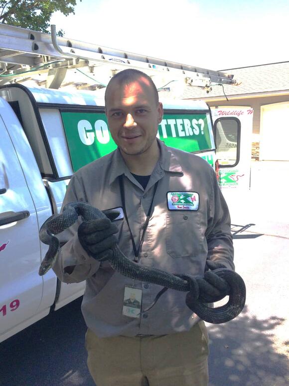 Cottonmouth vs. Hognose Snake: Can You Tell the Difference? - NewsBreak