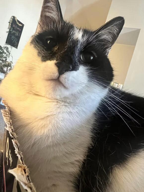 🐱 Playful, Gentle & Loving Cats Ready for Adoption in Columbia - NewsBreak