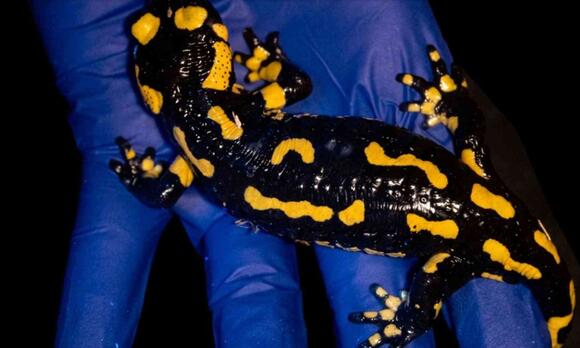 Fire salamanders have been hiding a secret glow in their toxic skin ...