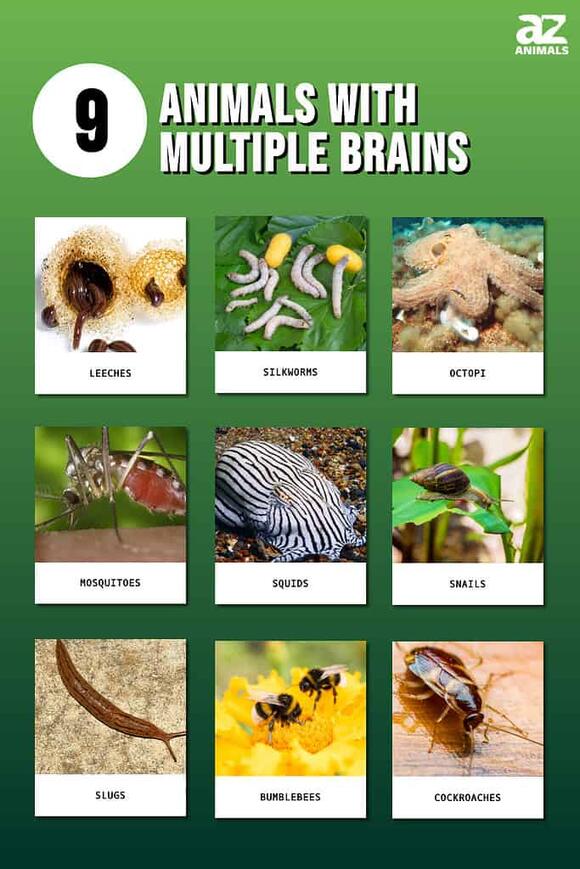 9 Amazing Animals With Multiple Brains - NewsBreak