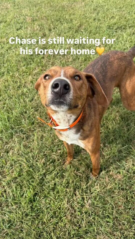 Foster or adopter needed for hound mix Chase - NewsBreak