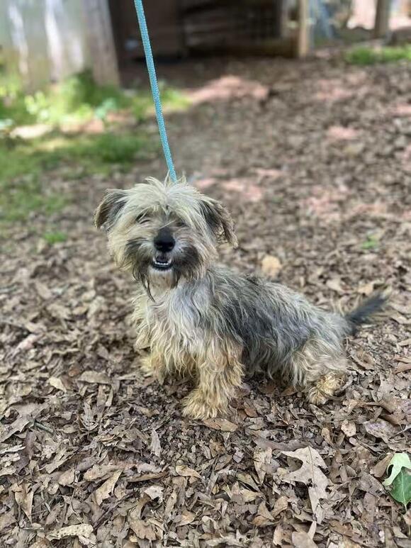 🐶 Playful & Loving Dogs Ready for Adoption in Wayne, NJ - NewsBreak