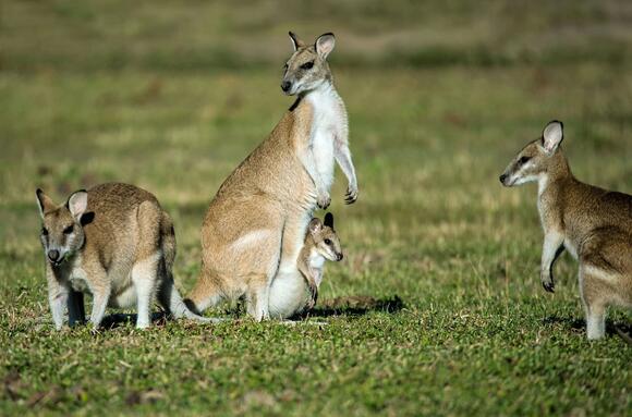 Koala Versus Kangaroo: How Australia’s Icons Differ in the Wild - NewsBreak