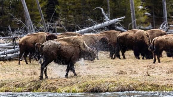 12 Things You Did Not Know About Bison Behavior - NewsBreak