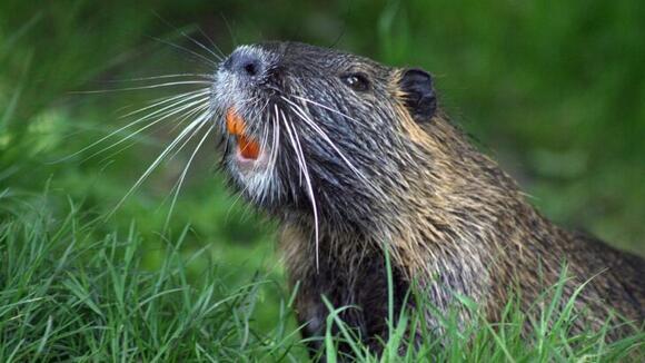 6 US States With the Most Beaver - NewsBreak