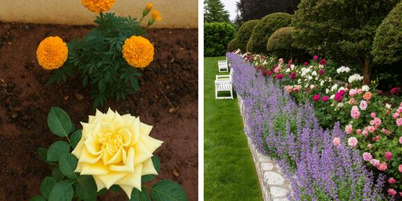 10 Flowers You Shouldn’t Plant With Roses (And 5 That Help Protect Them ...